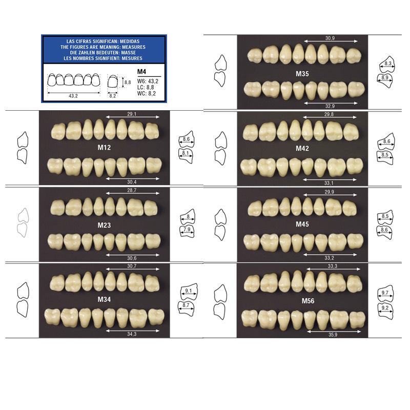 Guia de tamaños para los dientes posteriores inferiores y superiores de odilux