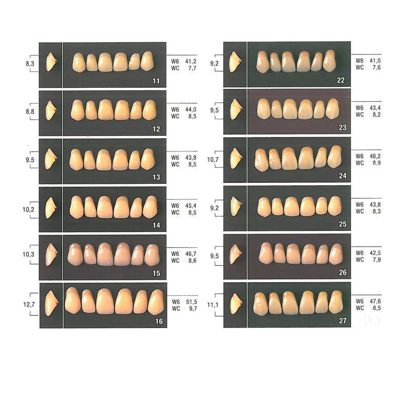 Guia de tamaños para los dientes artificiales anteriores superiores de odimax